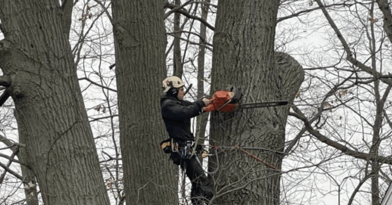 Tree Removal Service: Safe, Efficient, and Professional Solutions for Your Property