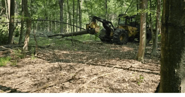 Tree Pruning Service: Essential Care for Healthy Trees
