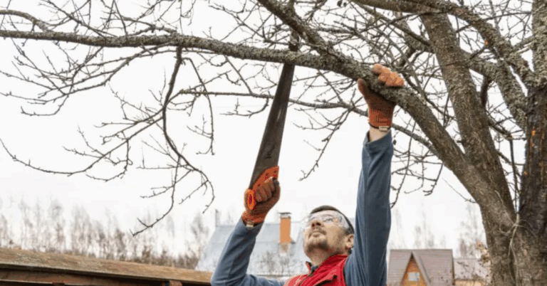 Comprehensive Guide to Lot Clearing Services : Efficient Solutions for Land Preparation
